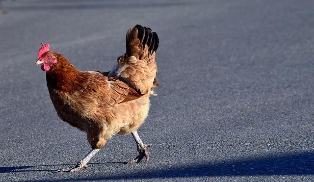 Chicken road gokkast - Een Overzicht van Het Populaire Gokspel Chicken Road in Nederland